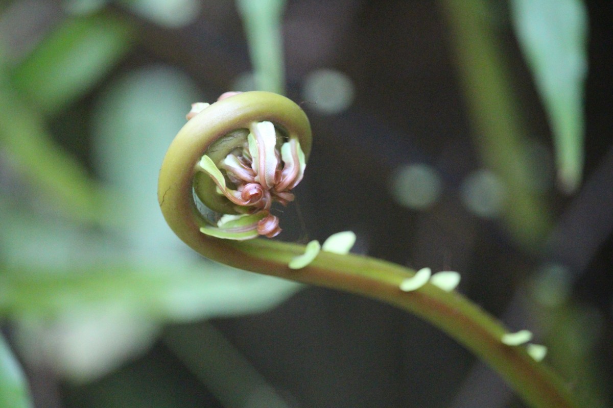 Blechnopsis orientalis  (L.) C.Presl